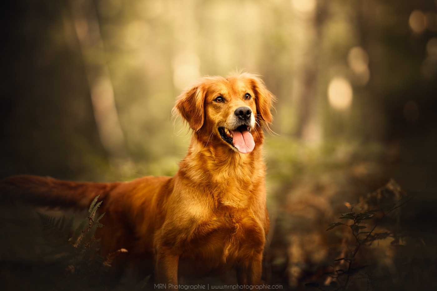 Mégane Legendre, éleveuse de Golden Retriever à Of Heemany