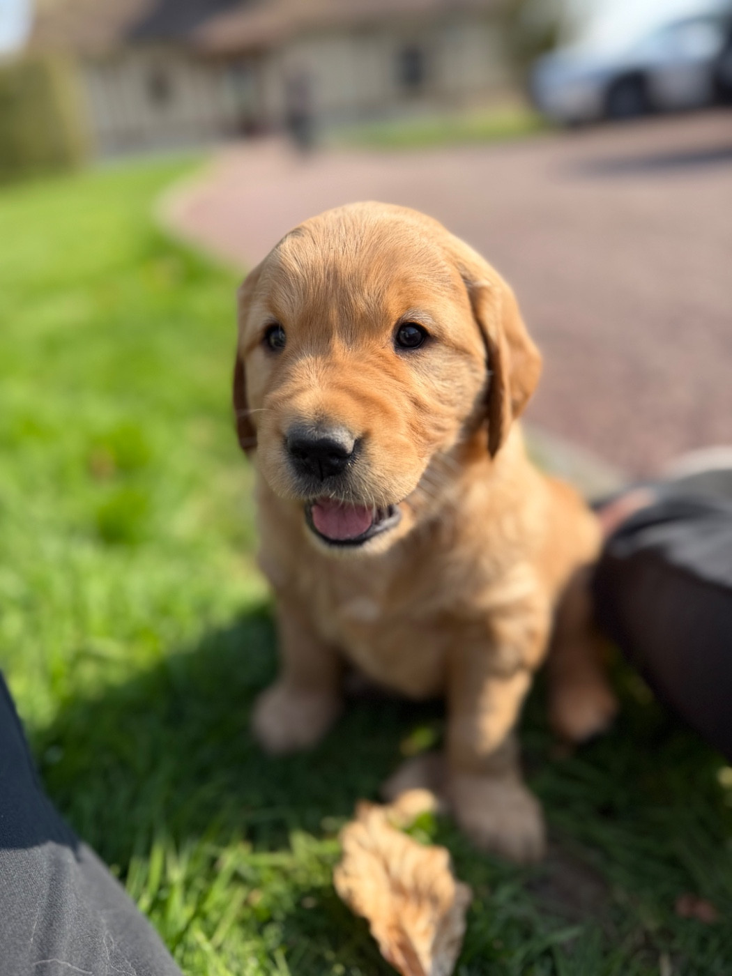 Femelles Golden Retriever de l'élevage Of Heemany