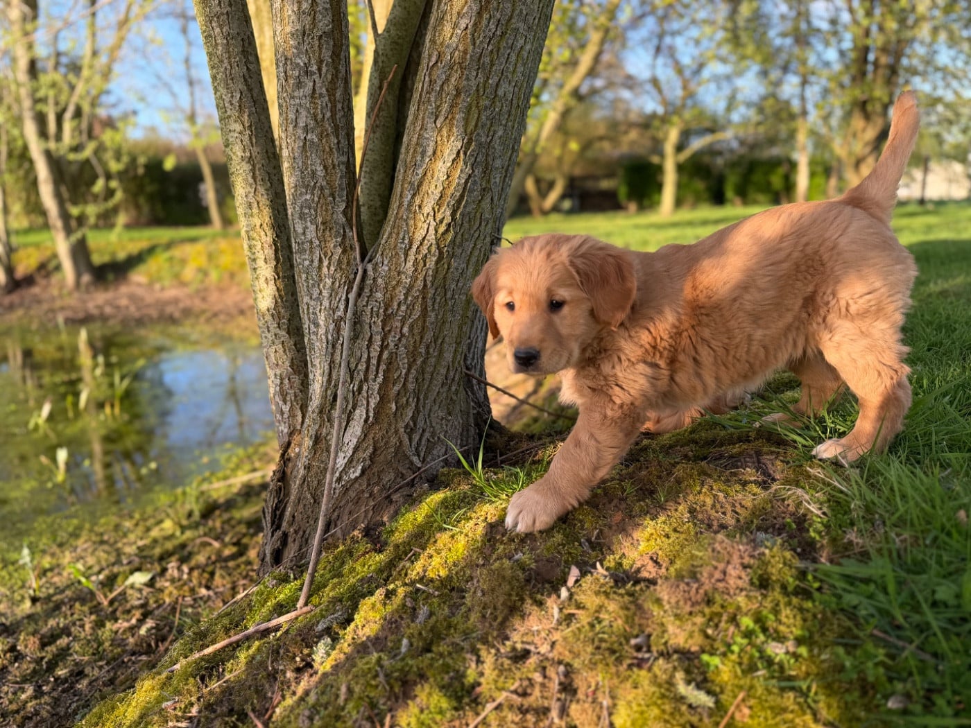 Golden Retriever roux au physique sportif, proche du standard d'origine