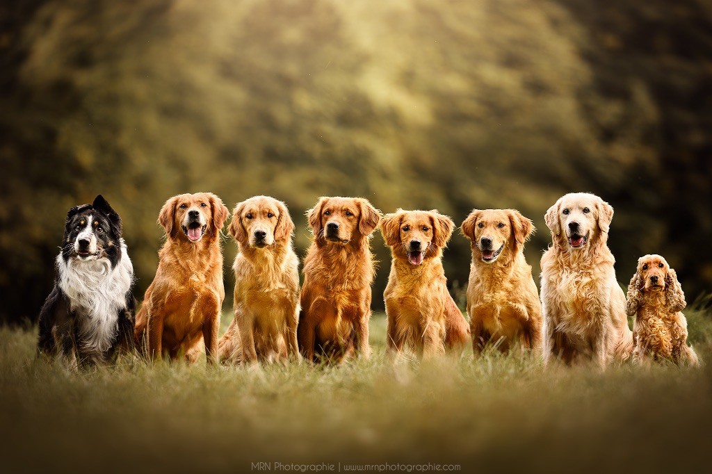 Golden Retriever roux en mouvement dans la campagne normande