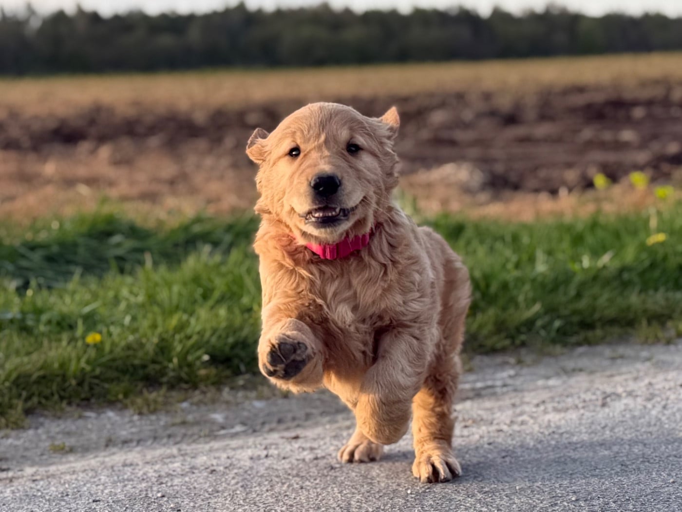 Golden Retriever roux dans les herbes hautes au soleil couchant
