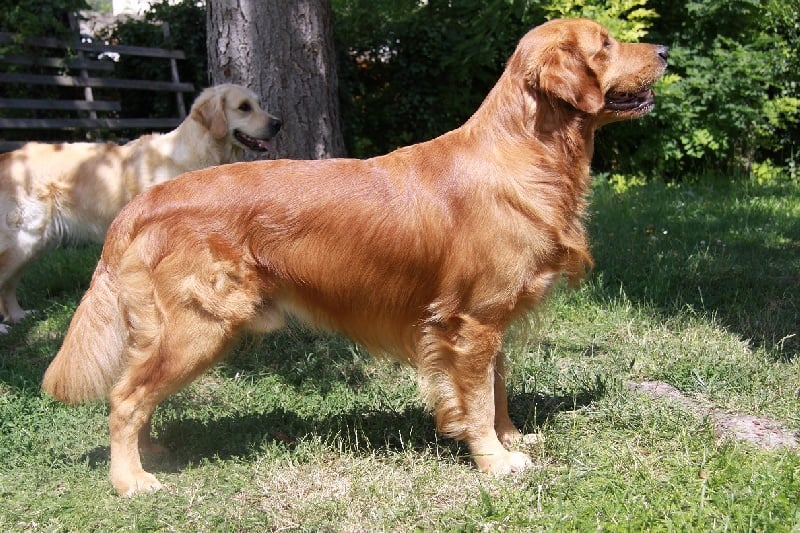 Golden Retriever qui rapporte, complicité avec son maître
