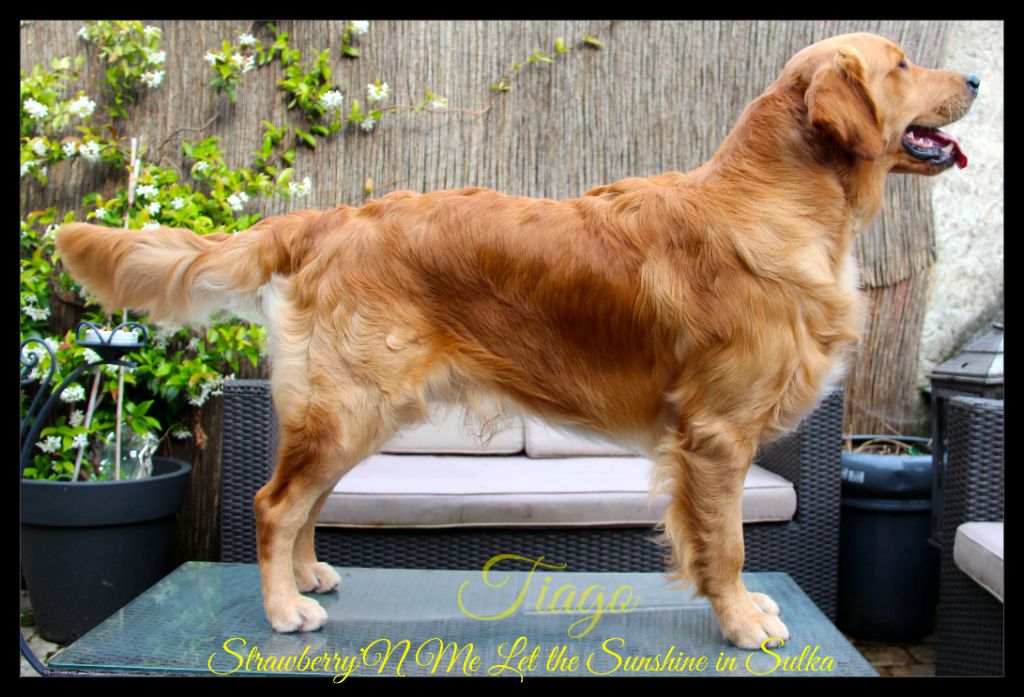 Portrait serré d'un Golden Retriever roux en golden hour
