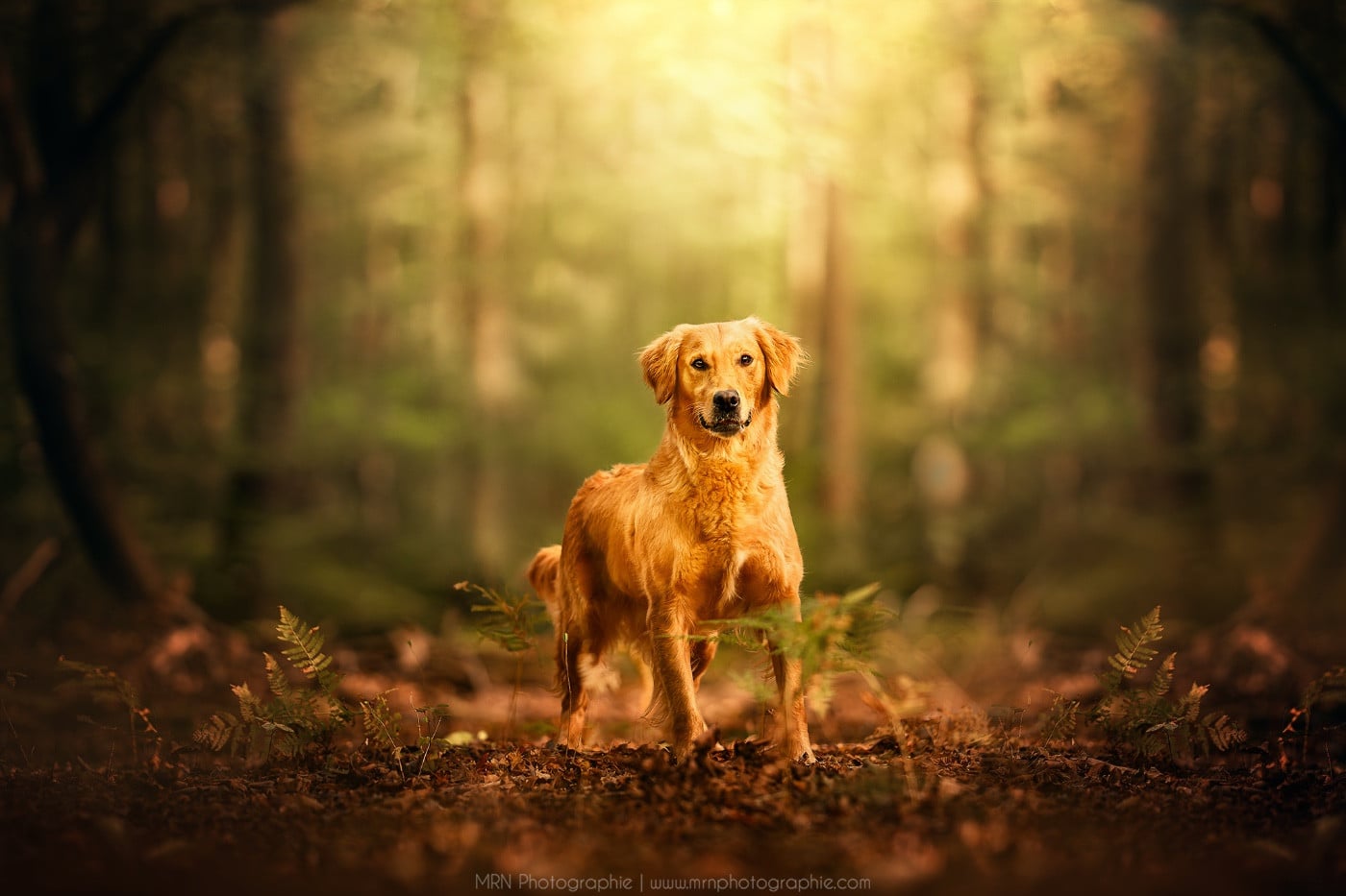 Golden Retriever sur un sentier de campagne normande