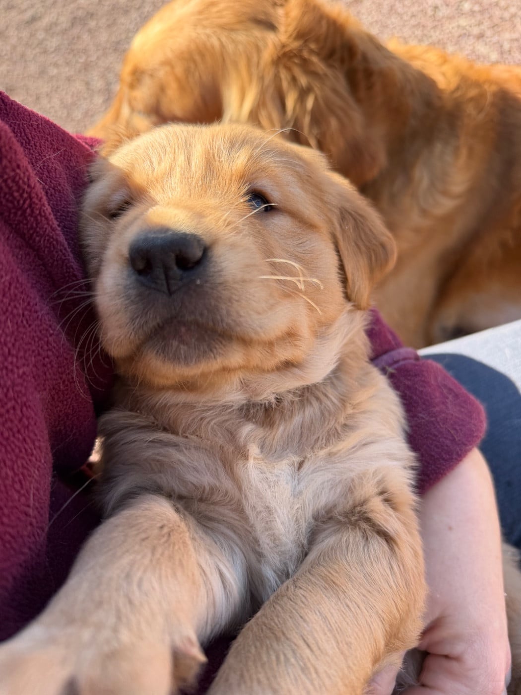 Chiot Golden Retriever roux de la portée 2026 Of Heemany